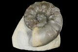Triassic Ammonite (Ceratites Praenodosus) - Germany #131936-1